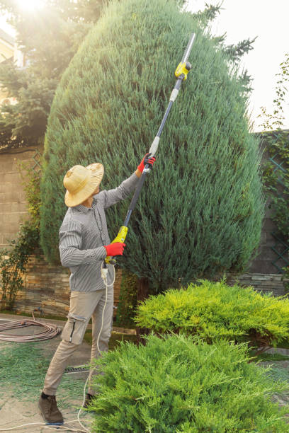 How Our Tree Care Process Works  in Rochester, WA